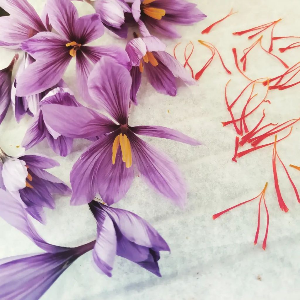 311031667_602783998244611_3693261714709634902_n