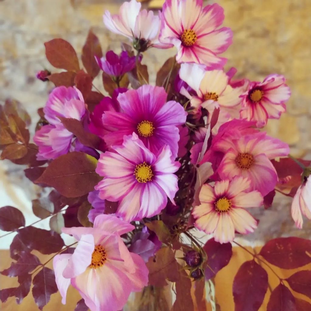 311235690_600819171774427_4178417626270989601_n